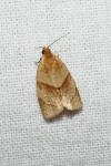 Clepsis rurinana