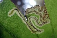 Stigmella hemargyrella