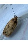 Agonopterix yeatiana