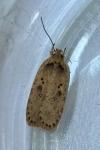 Agonopterix yeatiana