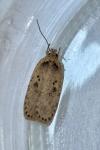 Agonopterix yeatiana