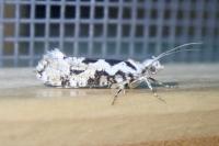 Ypsolopha sequella