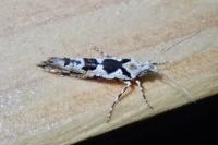Ypsolopha sequella