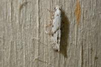 Stenolechia gemmella