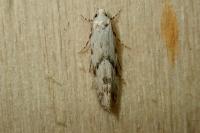 Stenolechia gemmella
