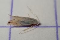 Phyllonorycter harrisella