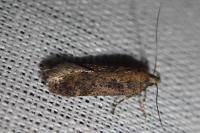 Chionodes distinctella