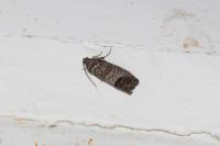 Cydia pomonella