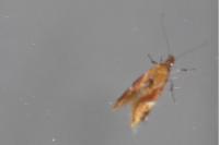 Epicallima formosella