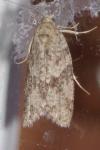 Cnephasia