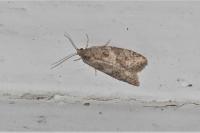 Cnephasia