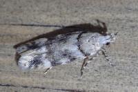 Teleiopsis paulheberti