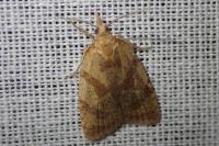 Sparganothis pilleriana