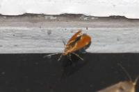 Metalampra