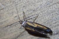 Ochromolopis ictella