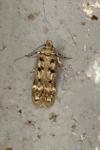Bryotropha domestica