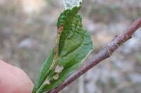 Phyllonorycter sorbi