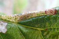 Phyllonorycter sorbi