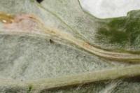 Phyllonorycter sorbi