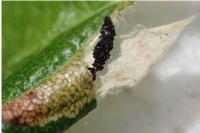 Phyllonorycter sorbi