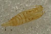 Phyllonorycter sorbi