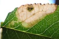 Ectoedemia mahalebella