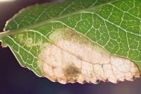 Ectoedemia mahalebella