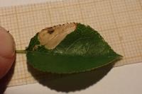 Ectoedemia mahalebella