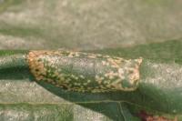 Phyllonorycter klemannella