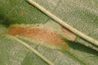 Phyllonorycter klemannella