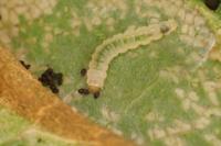 Phyllonorycter klemannella