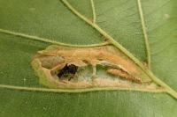 Phyllonorycter klemannella