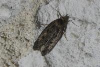 Hofmannophila pseudospretella