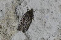 Hofmannophila pseudospretella