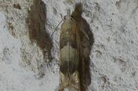 Eucosma