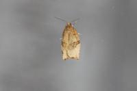 Pandemis cerasana