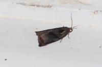 Archips podana