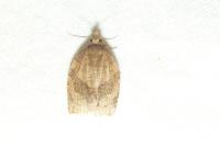 Pandemis dumetana