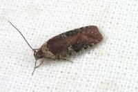 Agonopterix purpurea