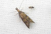 Aplota palpella
