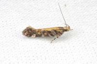 Aristotelia decoratella