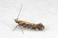 Aristotelia decoratella