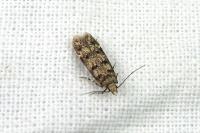 Bryotropha