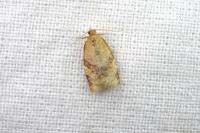 Clepsis consimilana