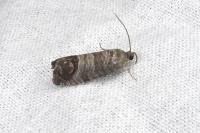 Cydia pomonella