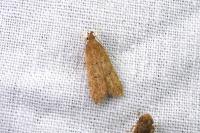 Helcystogramma lutatella