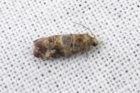 Lobesia botrana