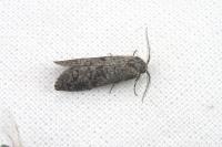 Penestoglossa dardoinella