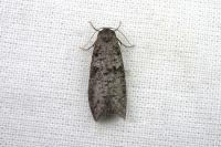 Penestoglossa dardoinella