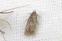 Bryotropha
